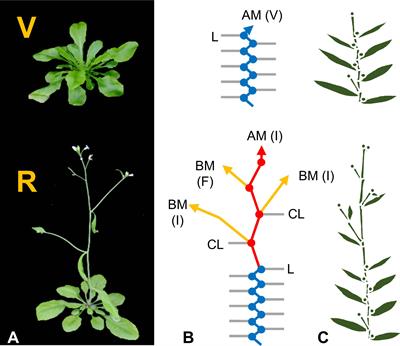 <mark class="highlighted">Developmental Pathways</mark> Are Blueprints for Designing Successful Crops